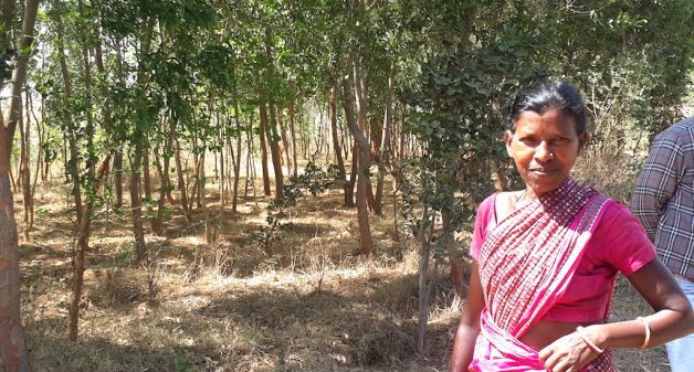 Growing a forest transforms Jharkhand village