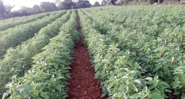 Farmer Sex Kannada Videos - Chia seeds earn bumper incomes for Mysuru farmers