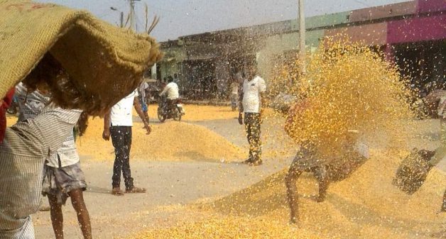 Maize Loses Sheen For Bihar’s Farmers