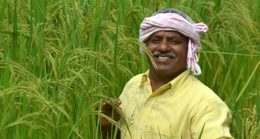 Farmers Across India Revive Folk Rice Varieties