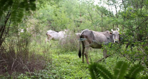 Native Amrit Mahal cattle need better conservation