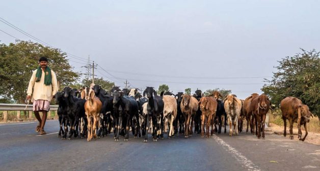 Kuruba Shepherds Struggle To Retain Traditional Lifestyle