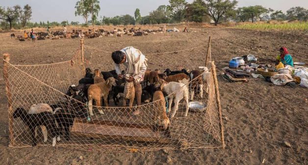 Kuruba Shepherds Struggle To Retain Traditional Lifestyle