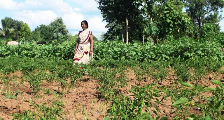 Kitchen gardens improve nutritional diversity of Kondhs