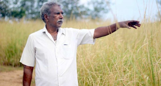 Coastal farmers harvest riches with hardy vetiver