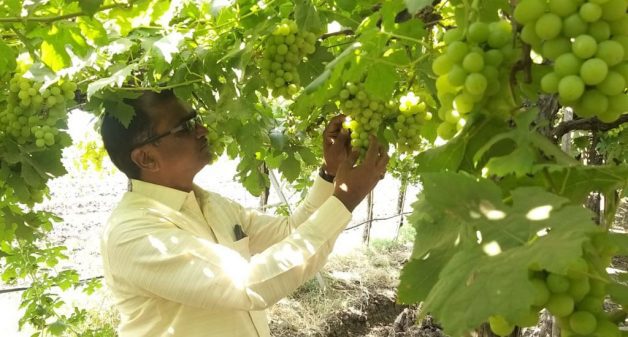 New seedless grape variety shows enormous export potential