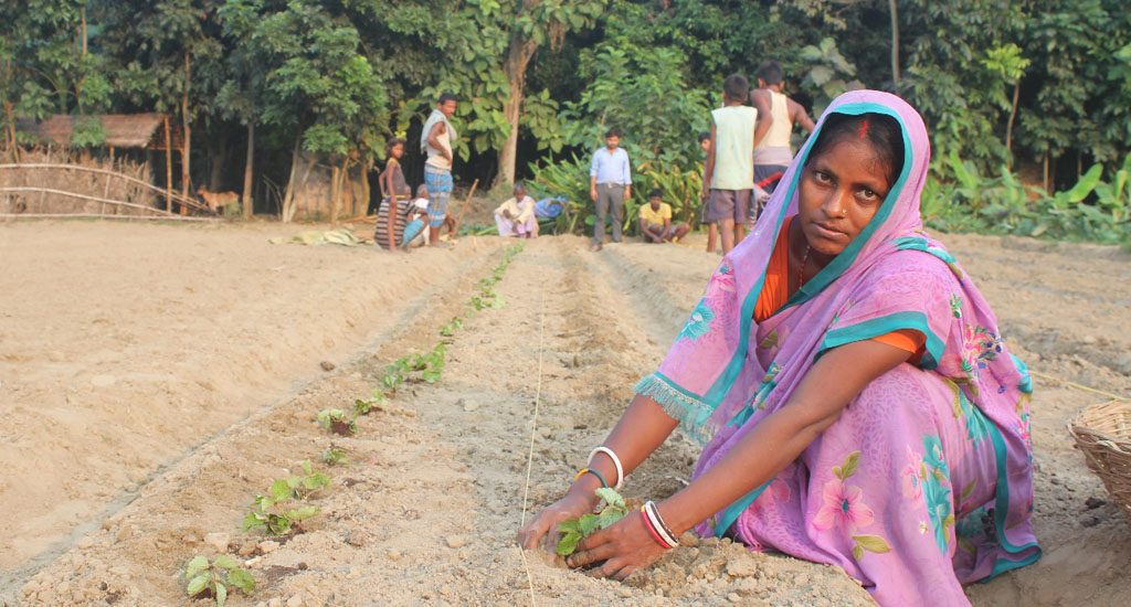 Strawberry cultivation brings sweet success to farmers