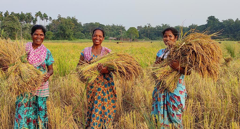 Paddy farmers reap rich harvest through SRI cultivation