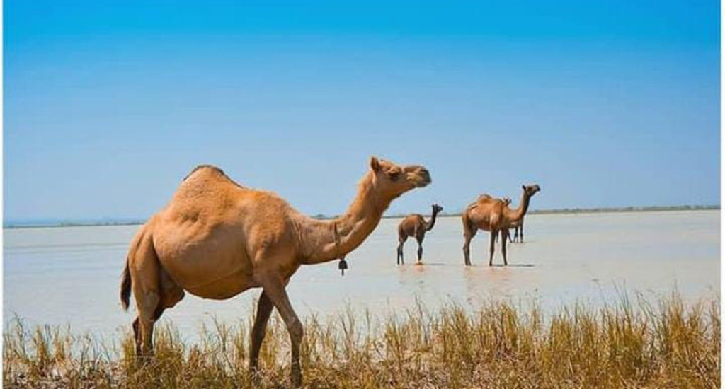 Amul S Camel Milk A Lifeline To Depleting Kharai Camel Herders In