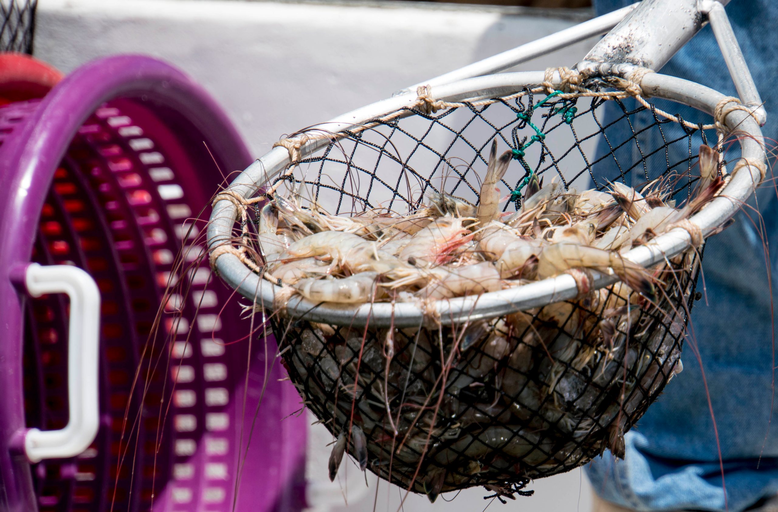 Shrimp,Fishing,Net,Full,Of,Shrimp,,Isolated.