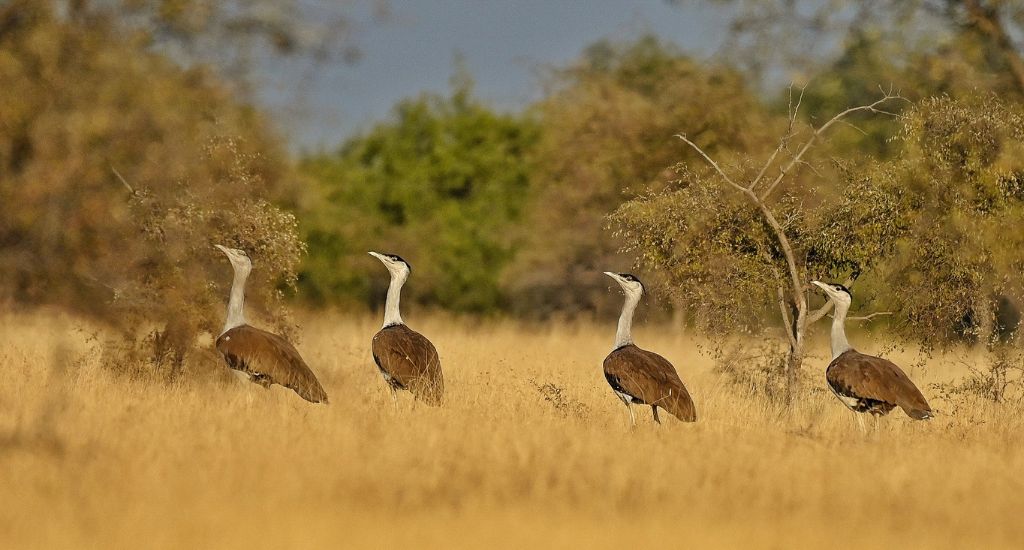  Only About 100 Great Indian Bustards Remain Now 