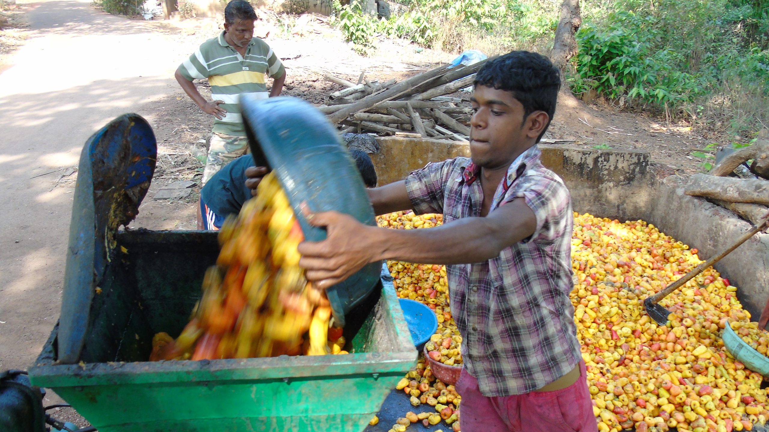 How Authentic Goan Feni Is Made