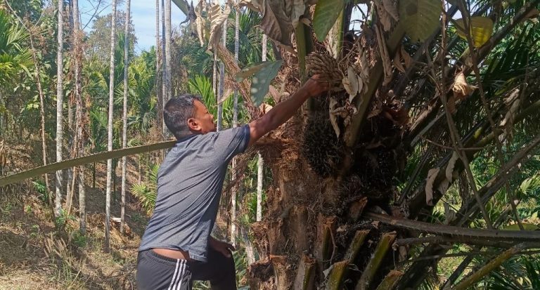 Why Farmers In Mizoram Quit Oil Palm Cultivation