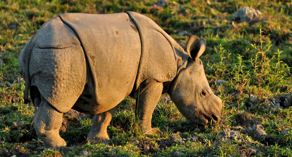 Assam Rhino , Png Download, Transparent Png , Transparent Png Image -  PNGitem