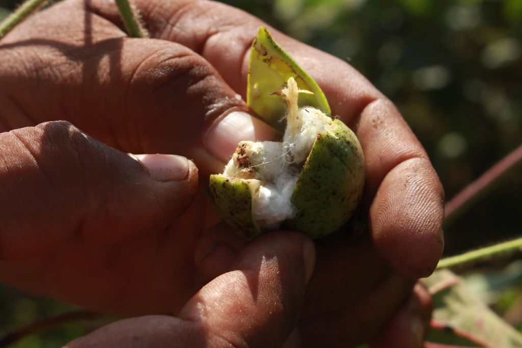 Cotton Curse: Damage by pink bollworm to Bt Cotton worst in two decades