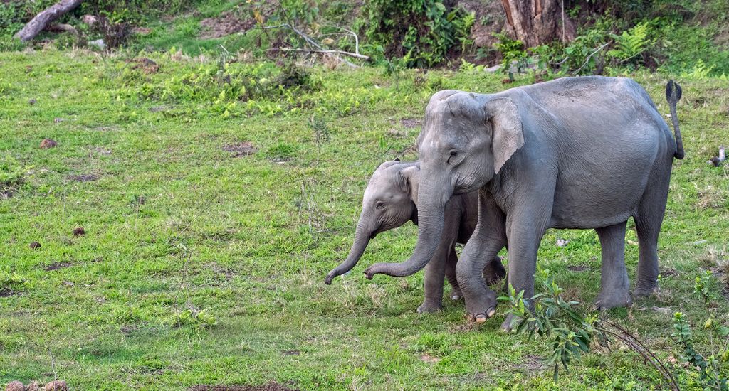 Assam villagers ward off elephants with draw of lots